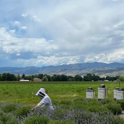 A beekeeper tending hives at the edge of the lavender rows, with the mountains behind