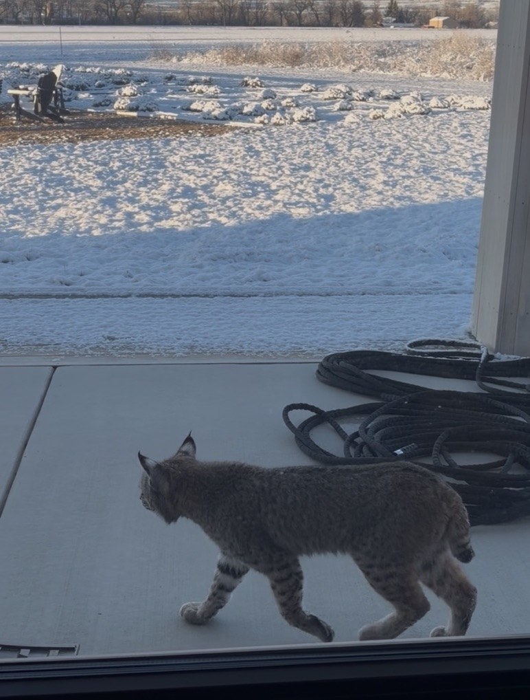A bobcat walking past the porch, with snow-covered lavender mounds in the background
