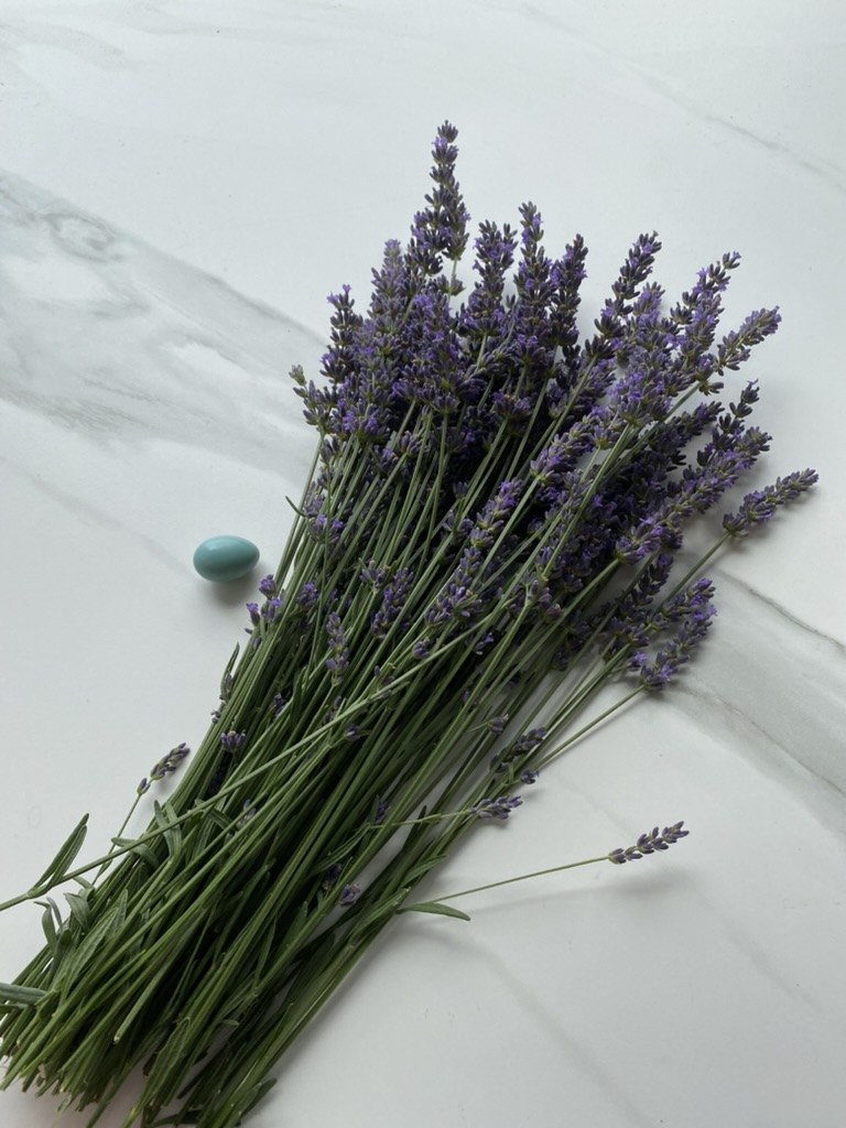 A robin's-egg-blue egg found in the field beside a freshly cut bundle of lavender