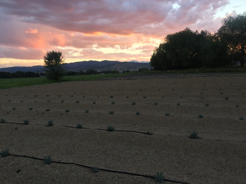The first lavender rows, newly planted in the tilled field