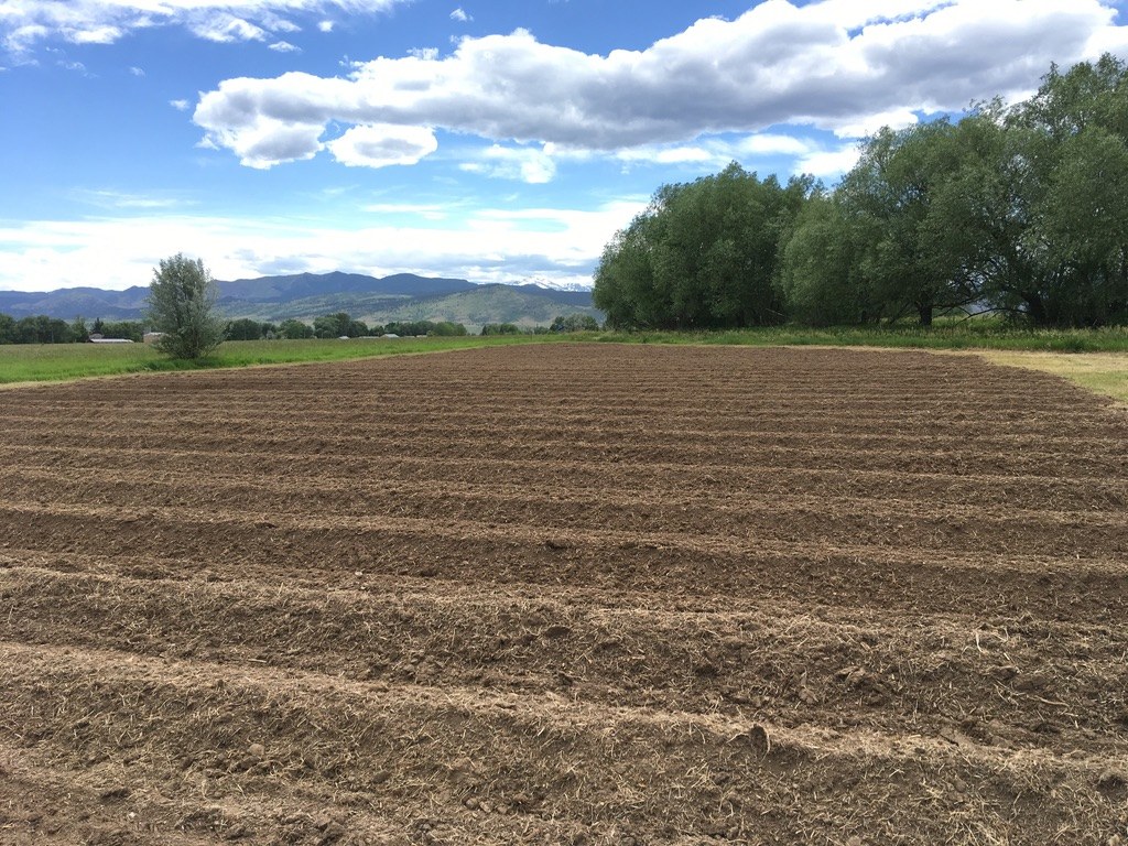 The original field, freshly tilled, before the first lavender was planted