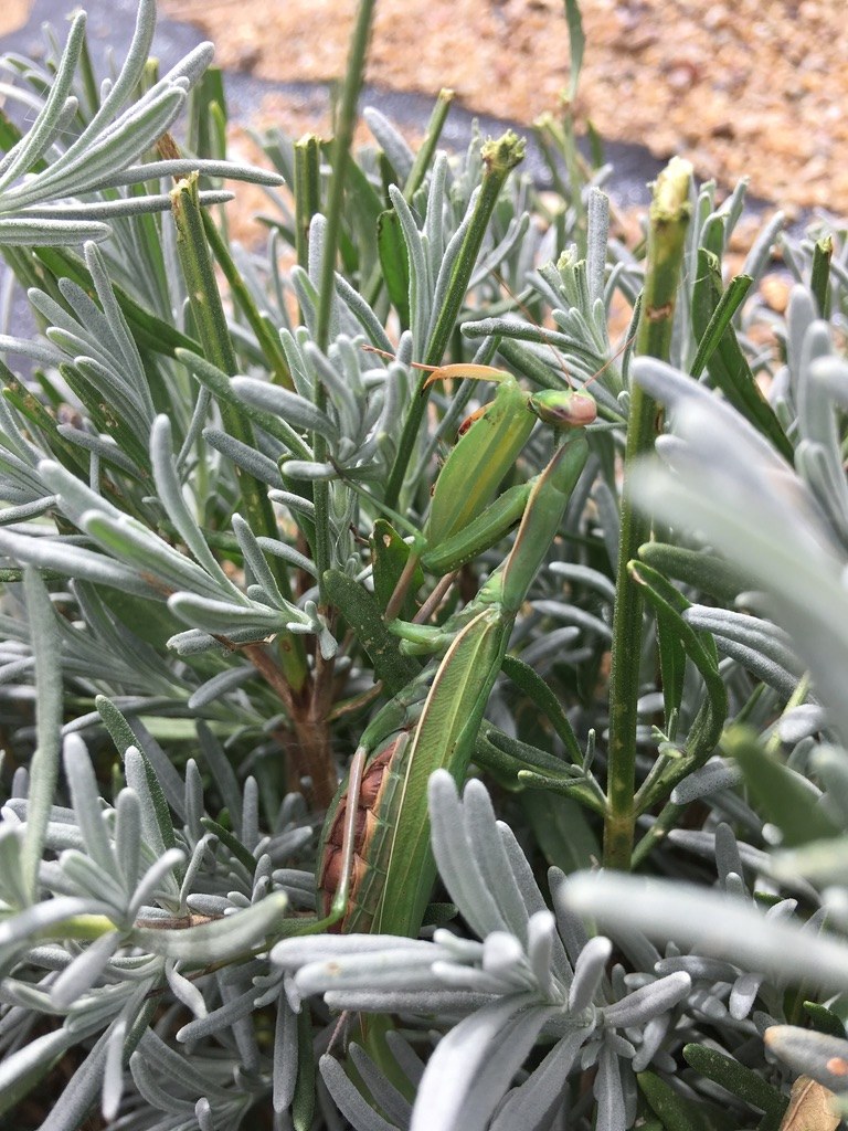 A praying mantis camouflaged among the lavender spikes