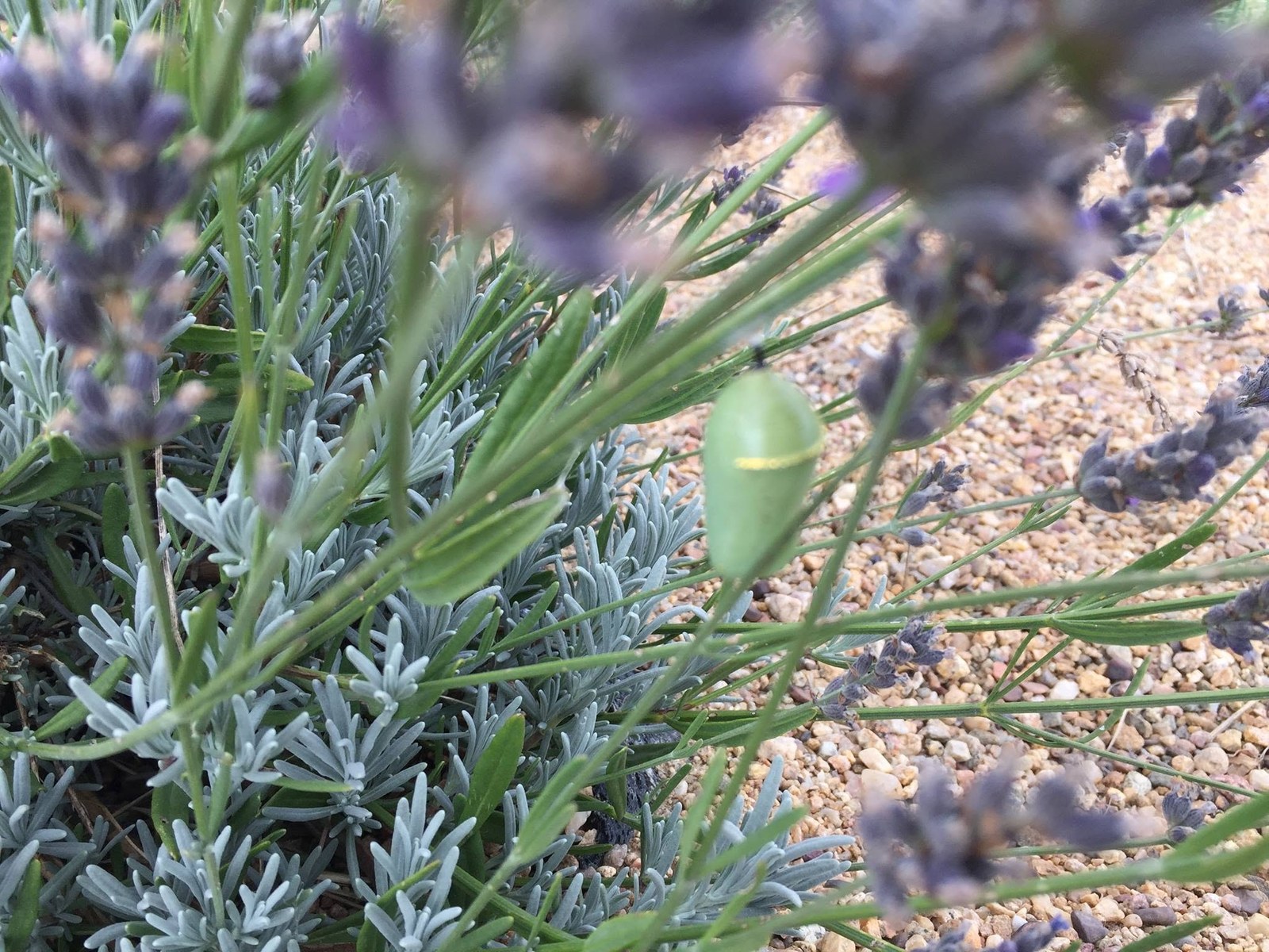 A monarch chrysalis hanging among the lavender stems