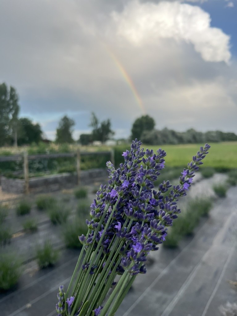 A rainbow over the lavender field after a summer storm, with a fresh-cut bundle in the foreground